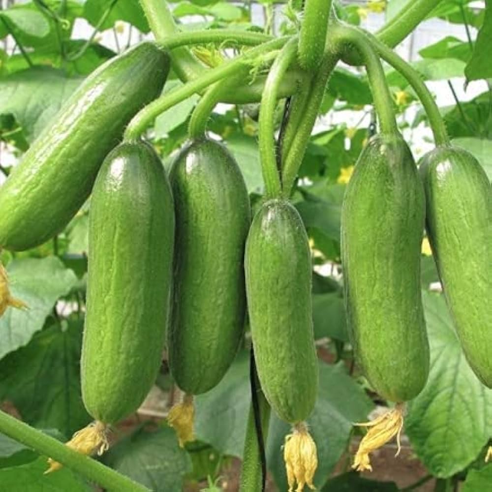 Cucumber Multi-Color Organic Vegetable - for planting in home garden
